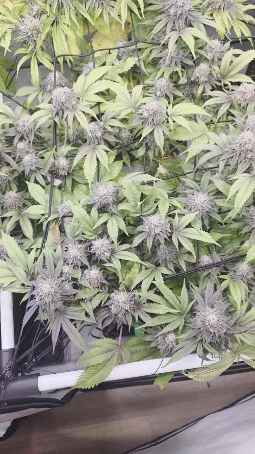 Erste ALIEN-Bewässerungssystemen