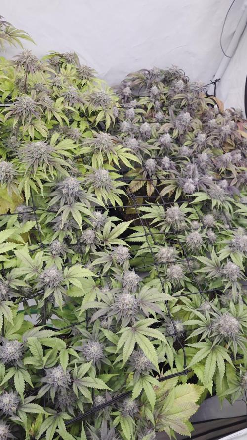 Erste  ALIEN-Bewässerungssystemen