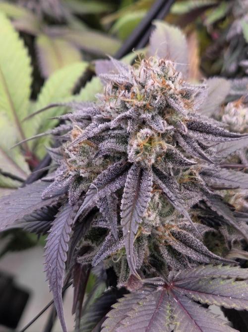 Erste  ALIEN-Bewässerungssystemen. Week 17