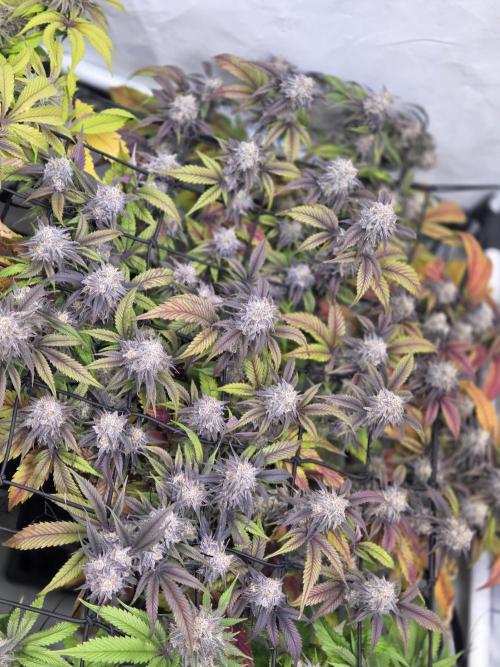 Erste  ALIEN-Bewässerungssystemen. Week 17