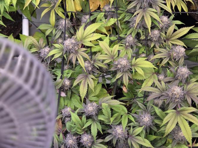 Erste  ALIEN-Bewässerungssystemen. Week 17