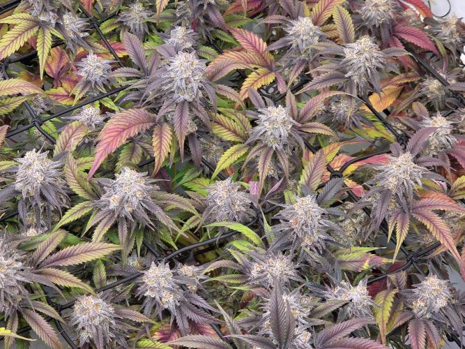 Erste  ALIEN-Bewässerungssystemen. Week 17