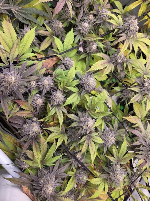 Erste  ALIEN-Bewässerungssystemen. Week 17