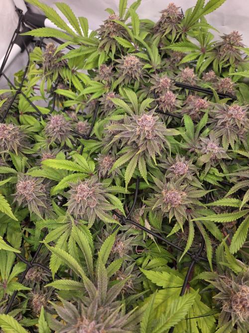 Erste  ALIEN-Bewässerungssystemen. Week 17