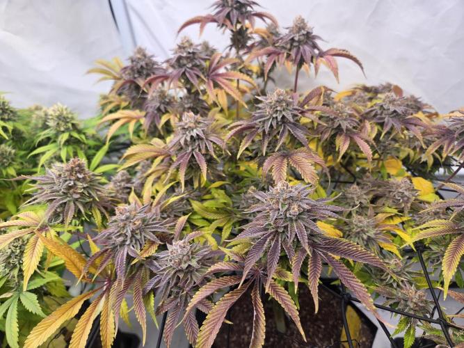 Erste  ALIEN-Bewässerungssystemen. Week 17