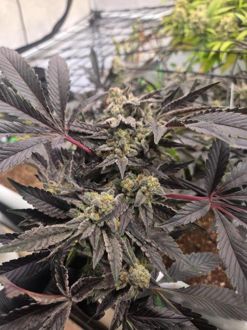 Erste  ALIEN-Bewässerungssystemen. Week 17