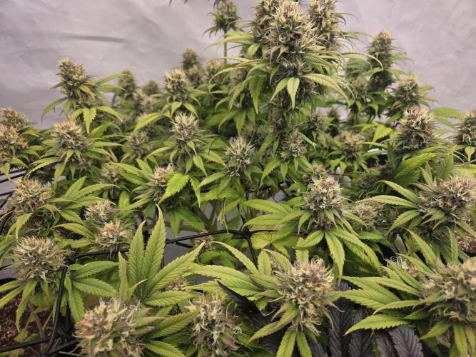 Erste  ALIEN-Bewässerungssystemen. Week 17