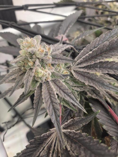 Erste  ALIEN-Bewässerungssystemen. Week 18