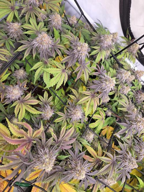 Erste  ALIEN-Bewässerungssystemen. Week 18