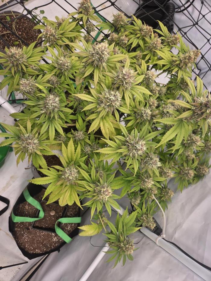 Erste  ALIEN-Bewässerungssystemen. Week 18