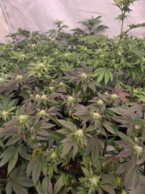 Shadowgenetics-Test. Week 11