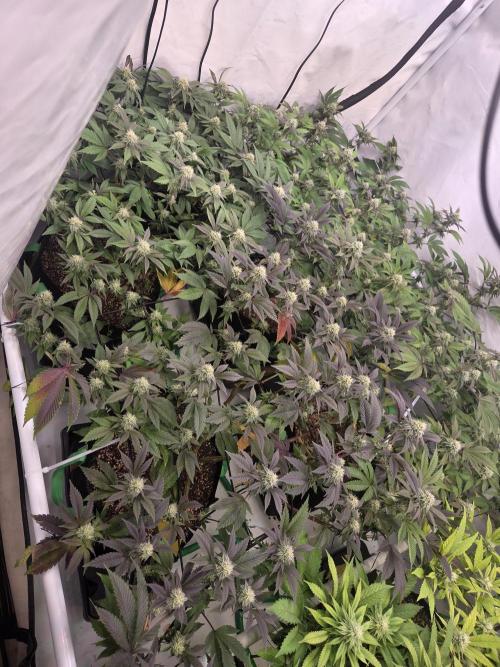 Shadowgenetics-Test. Week 12