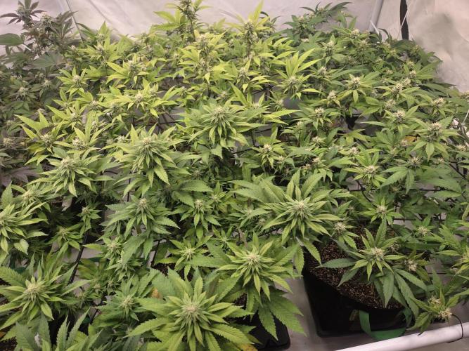 Shadowgenetics-Test. Week 12