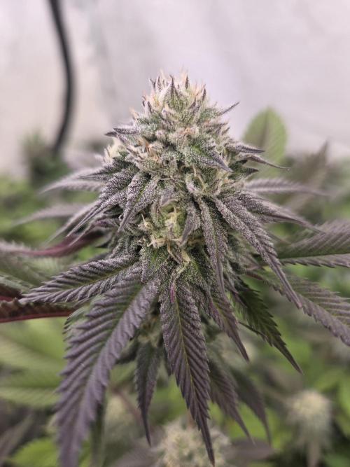 Shadowgenetics - Ice rinks door A-C-H