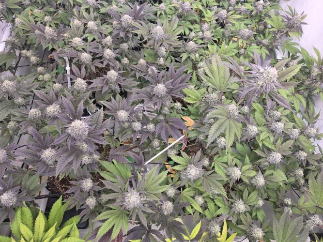 Shadowgenetics-Test. Week 13