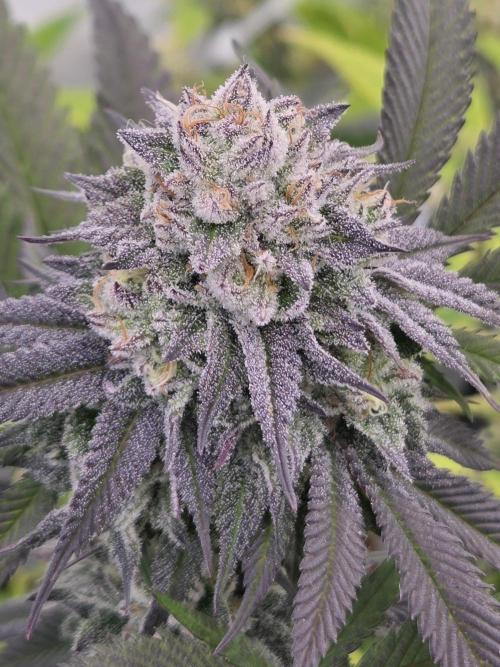 Shadowgenetics-Test. Week 14 - Ice rink