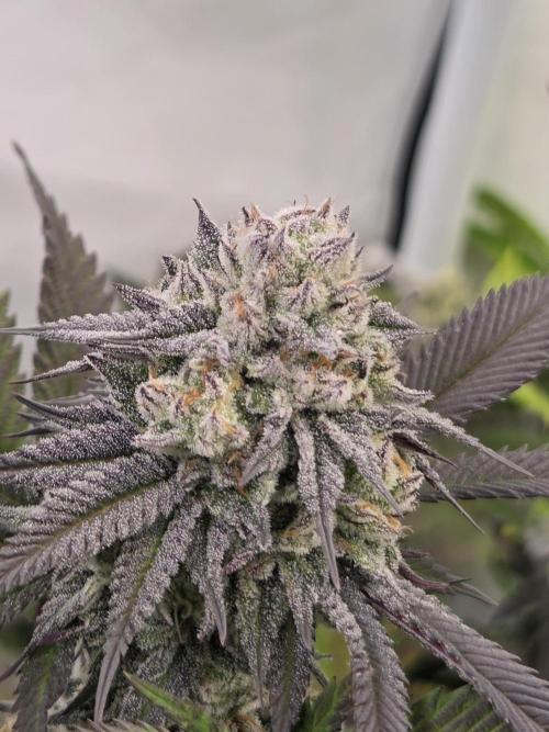 Shadowgenetics-Test. Week 14 - Ice rink