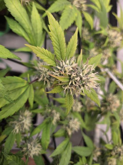 Shadowgenetics-Test. Week 14 - Wild cherries