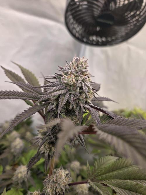 Shadowgenetics-Test. Week 14 - Ice rink