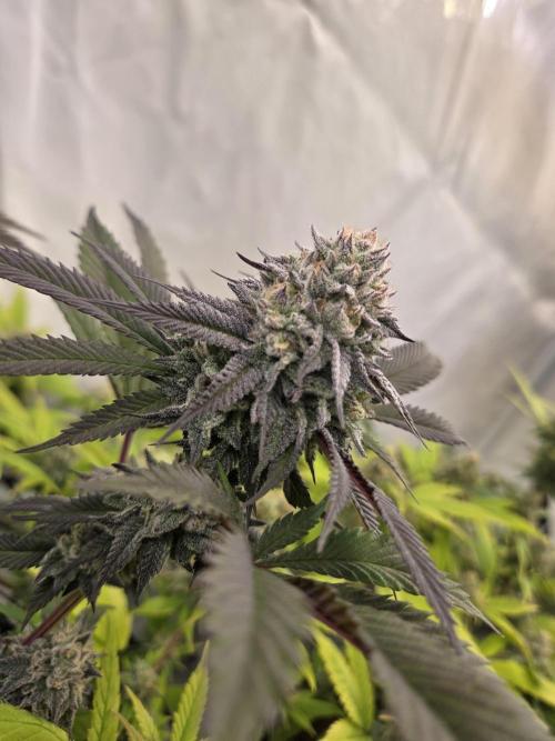 Shadowgenetics-Test. Week 14 - Ice rinks