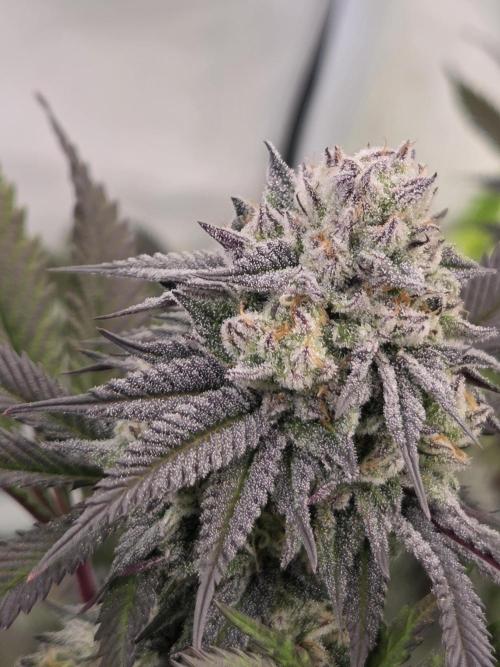 Shadowgenetics-Test. Week 14 - Ice rinks