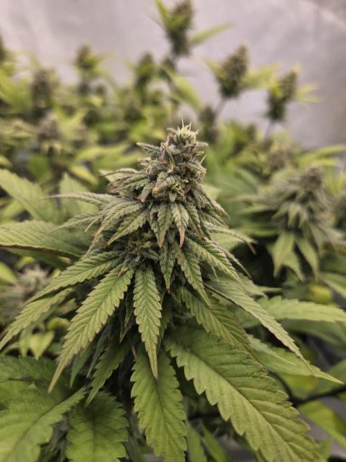 Shadowgenetics-Test. Week 14 - Booba