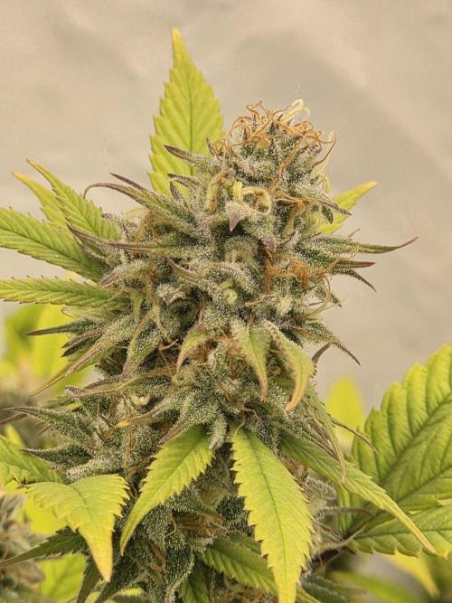 Shadowgenetics-Test. Week 14