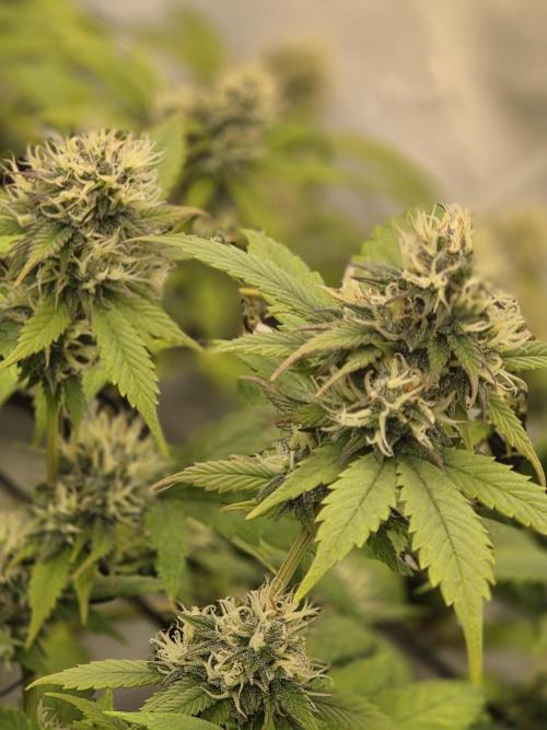Shadowgenetics-Test. Week 14