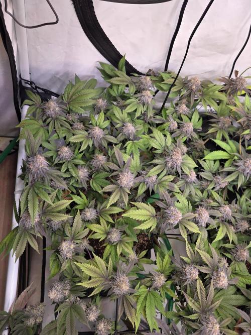 Shadowgenetics-Test. Week 15 - Alien og