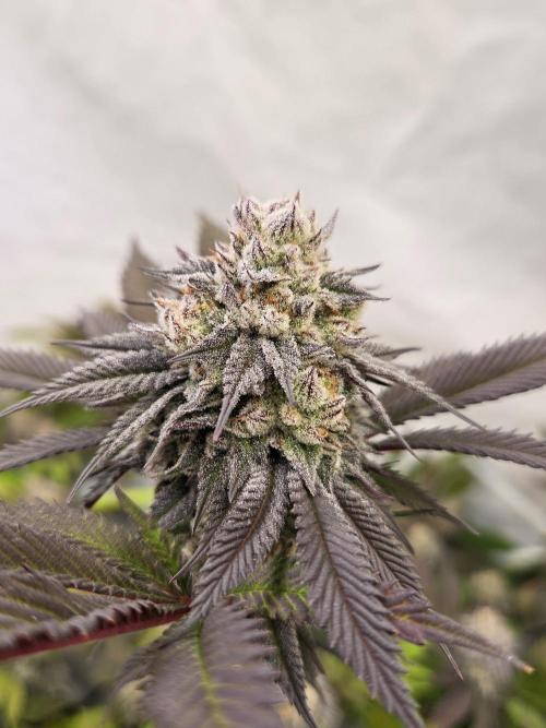 Shadowgenetics-Test. Week 15