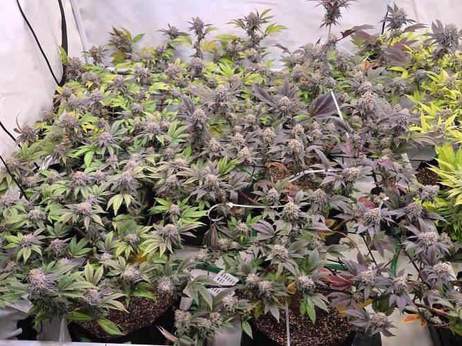 Shadowgenetics-Test. Week 15