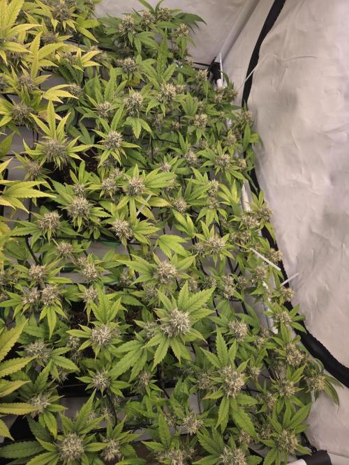 Shadowgenetics-Test. Week 15
