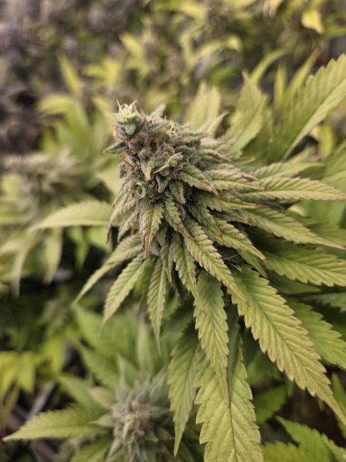 Shadowgenetics-Test. Week 15
