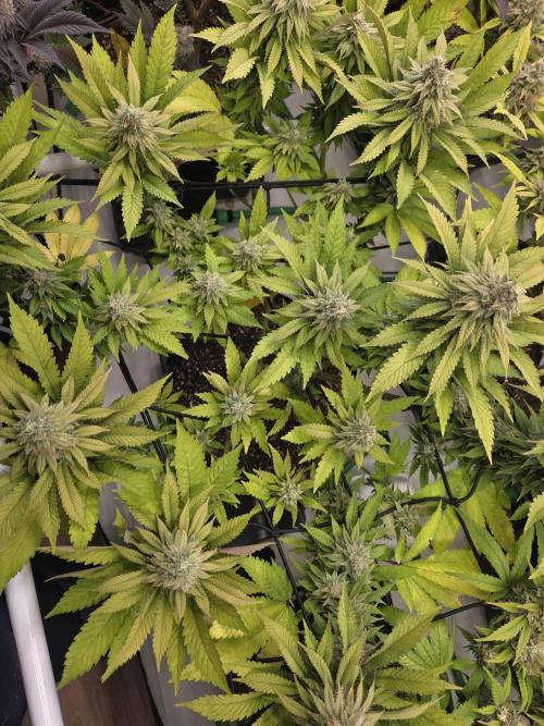 Shadowgenetics-Test. Week 15