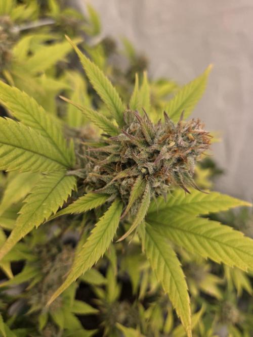 Shadowgenetics-Test. Week 15
