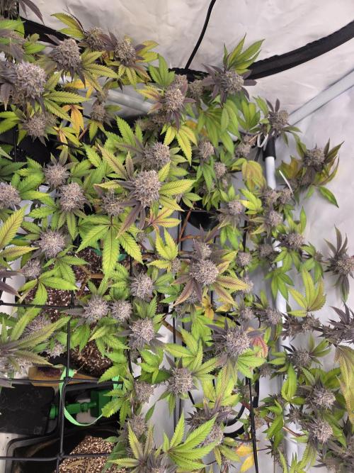 Shadowgenetics-Test. Week 16 - Ice rink