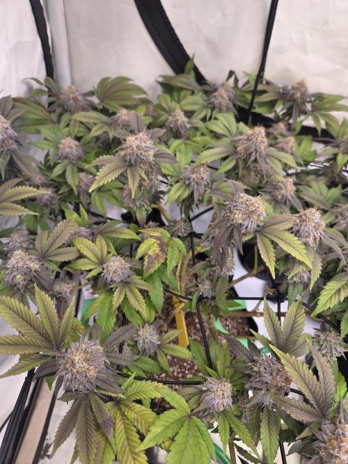 Shadowgenetics-Test. Week 16 - Alien og