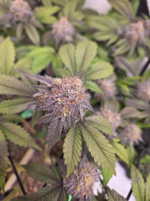 Shadowgenetics-Test. Week 16 - Alien og