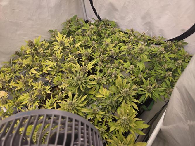 Shadowgenetics-Test. Week 16