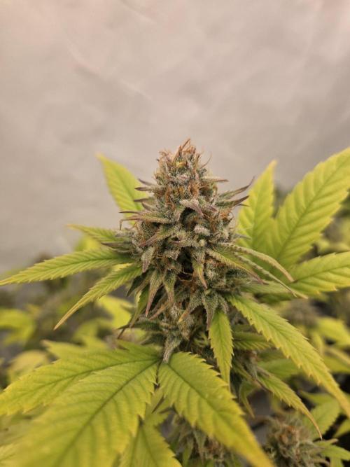 Shadowgenetics-Test. Week 16 - Wild cherries