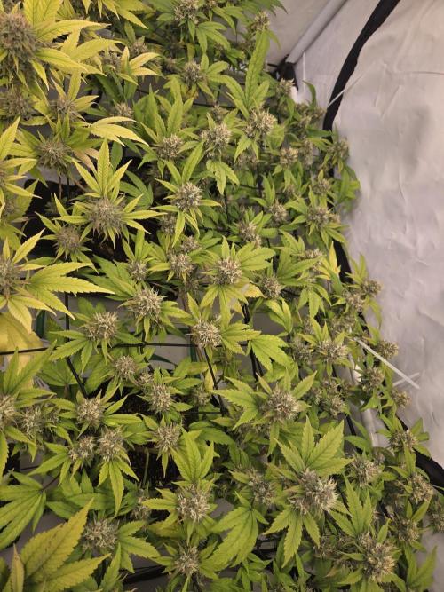Shadowgenetics-Test. Week 16 - Wwild cherrie