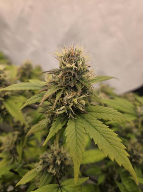 Shadowgenetics-Test. Week 16 - Wild cherrie