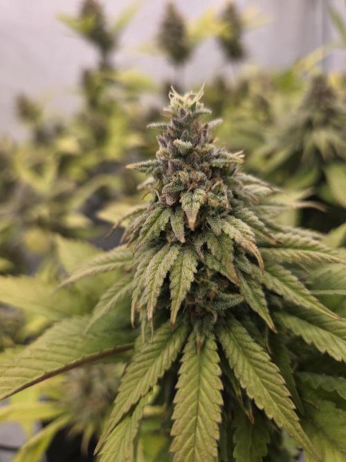 Shadowgenetics-Test. Week 16 - Booba