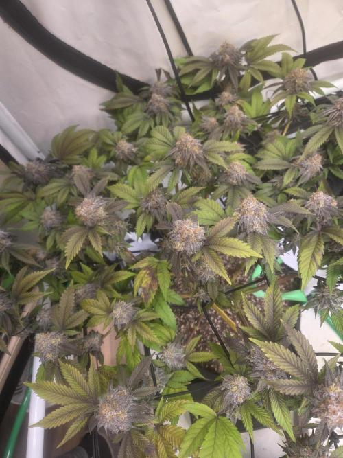Shadowgenetics-Test. Week 17