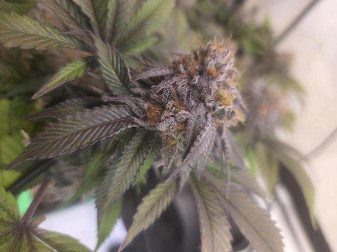 Shadowgenetics-Test. Week 17