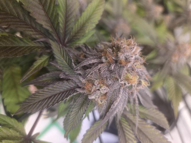 Shadowgenetics-Test. Week 17
