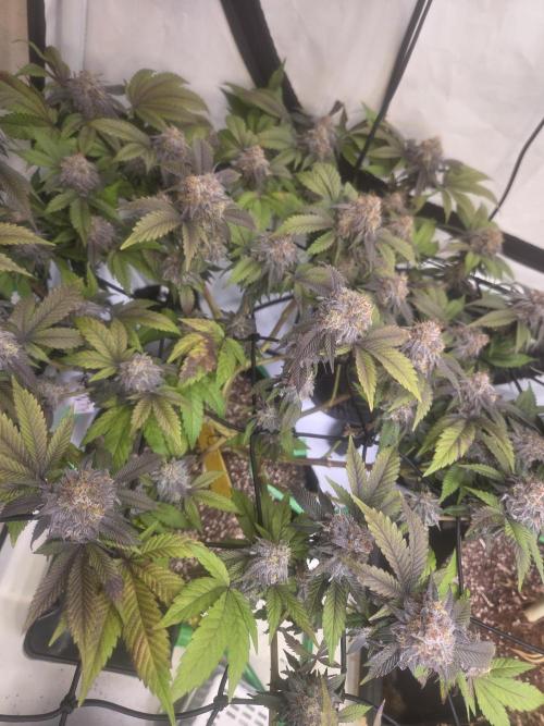 Shadowgenetics-Test. Week 17