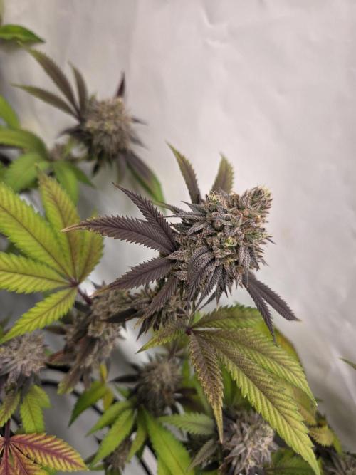 Shadowgenetics-Test. Week 17