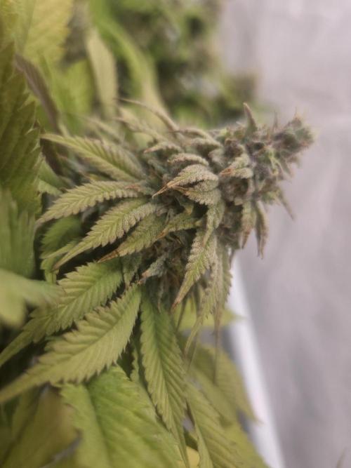 Shadowgenetics-Test. Week 17