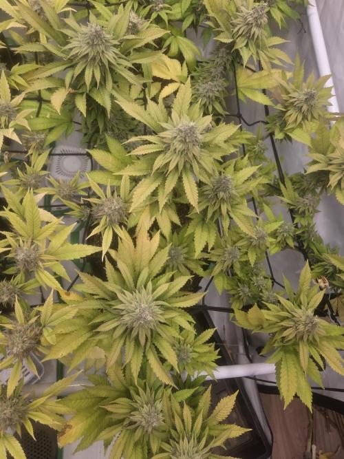 Shadowgenetics-Test. Week 17